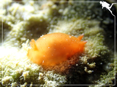Dendrodoris fumata