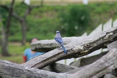 Cyanocitta cristata bromia