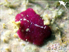 Pseudoceros rubronanus