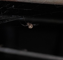 Latrodectus geometricus