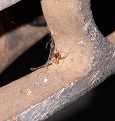 Latrodectus geometricus