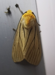 Pseudischnocampa