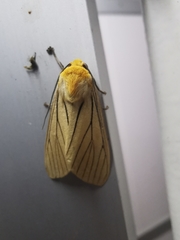 Pseudischnocampa