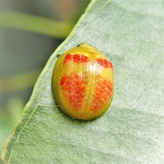 Paropsisterna fastidiosa