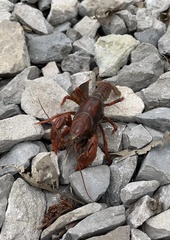 Cambarus batchi