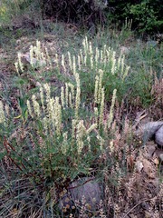 Astragalus bisulcatus