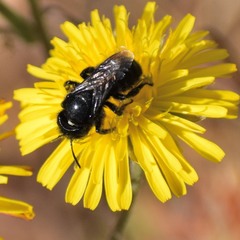 Cephalosmia