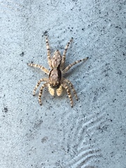 Menemerus bivittatus