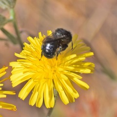 Cephalosmia
