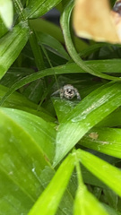 Phidippus putnami