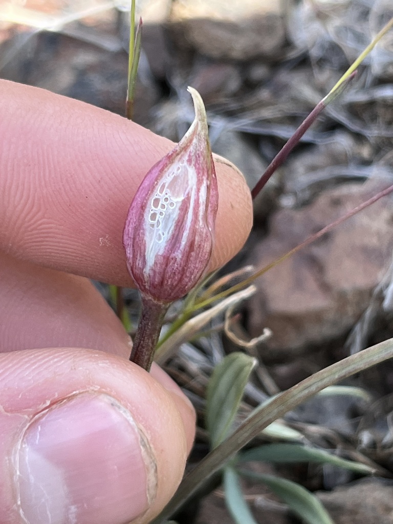 Hooker's onion from Ellensburg, WA, US on April 22, 2022 at 03:12 PM by ...