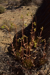 Dudleya albiflora