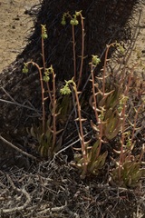 Dudleya albiflora