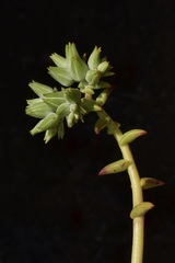 Dudleya albiflora