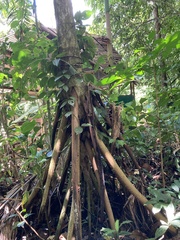 Socratea exorrhiza