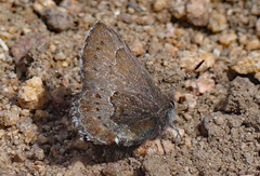 Callophrys mossii