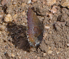 Callophrys mossii