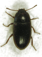 Archeocrypticus topali