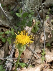 Cacaliopsis nardosmia