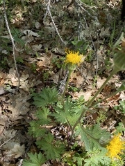 Cacaliopsis nardosmia