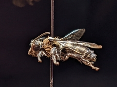 Melecta pacifica