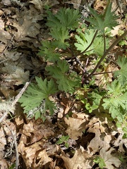 Cacaliopsis nardosmia