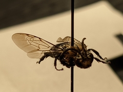 Melecta pacifica