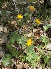 Cacaliopsis nardosmia