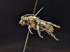 Melecta pacifica