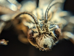 Melecta pacifica