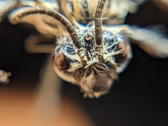 Melecta pacifica
