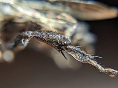 Melecta pacifica