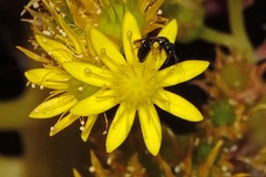 Ceratinini