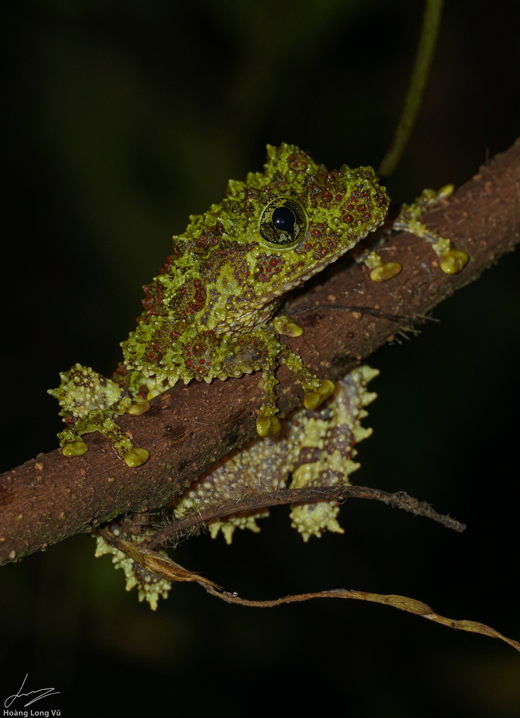 Moss Bug-Eyed Frog
