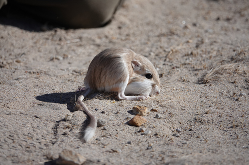 Desert Kangaroo Rat (Dipodomys deserti)