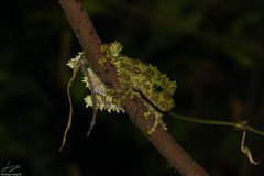 Theloderma corticale