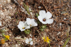 Linanthus parryae