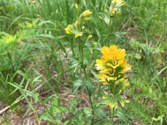 Castilleja hispida hispida