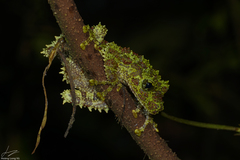 Theloderma corticale