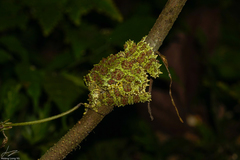 Theloderma corticale
