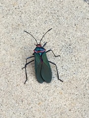 Sphictyrtus chrysis
