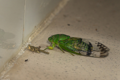 Vagitanus guangxiensis