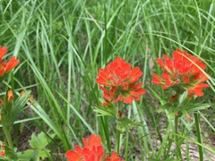 Castilleja hispida hispida