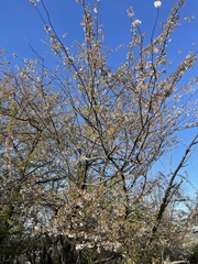 Magnoliopsida