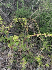 Rubus phoenicolasius