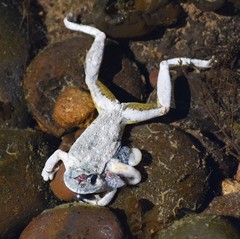 Hyla arenicolor