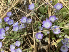 Phacelia curvipes