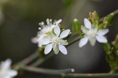 Macarthuria australis