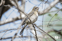 Passerina versicolor