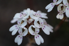 Stylidium crossocephalum